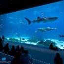 아쿠아리움 이미지