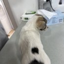 동은동물병원 이미지