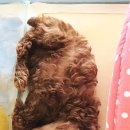 아이펫샵 이미지