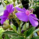 중계본동 이미지