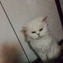 고음농장 이미지