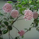 호야 Daum카페