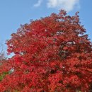 전 기황후 릉 터 | 여주 단풍 명소 세종대왕릉 실시간 현황 경기도 가볼만한곳