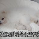 나이스가이 프리미엄