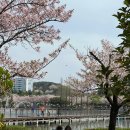 분수공원 | 김해 연지공원 벚꽃 튤립 개화 상황, 분수 시간 공유, 방문 후기