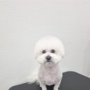 비주얼펫살롱 이미지