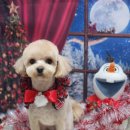 꿈꾸는 강아지 이미지