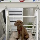 아라댕댕 이미지