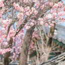 (주)두보건설공영 | 창덕궁 홍매화 개화시기 2026 절정 시기 및 창덕궁 입장료 주차 정보