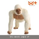 고릴라 소프트 이미지