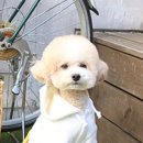 댕스라이프 이미지