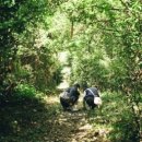 등나무 운동장 이미지