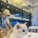 서울고양이분양 묘연 이미지