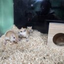 펫엔글라이더 인천점 이미지