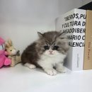 심쿵하개 강아지고양이 분양 강서점 | 강서구고양이무료분양 먼치킨