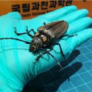 하늘소 이미지