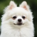 강아지 분양 프러포즈펫 | 부천강아지분양 후기, 왜 서리펫을 선택했을까?
