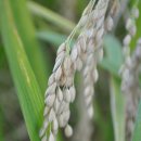 의령 탐진안씨 문중 정려각 | 의령 입산 문화역사마을 (2014. 10.)