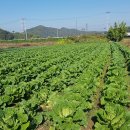 길구농장 이미지