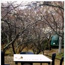 2012-03-24~25일 양산 원동면 매화마을에서 매화축제 합니다. 이미지