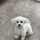 멍블리살롱 이미지