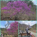 홍스캐빈 이미지