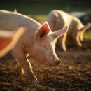 인식농장 이미지