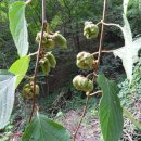 충영과 개다래효능 이미지