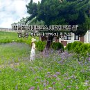 버베나 하우스 | 수원데이트코스 여름엔 여기! 행궁동버베나 꽃구경부터 카페·화성행궁야간개장까지