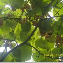 정옥순농장 이미지