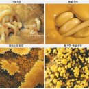 제주 수산동굴 | ソ 제주 화산섬과 용암동굴 [2-2]거문오름용암동굴계 - 용천동굴 / 벵뒤굴 ソ
