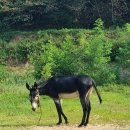 GS25 강화고려산점 이미지