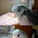 Honey Bunny 이미지