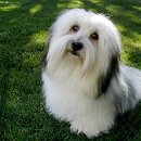 꼬똥 드 툴레아(Coton de Tulear) (대도서관의반려견)+ 이미지