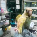 앵무새 이미지