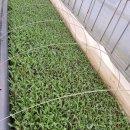 맑은샘농장 이미지