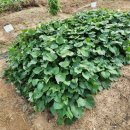 진척농장 이미지