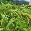 사)한국연극협회산악대 265차는 남이섬 트레킹 우중 테마기행 -2025년9월6일(토)- 대중교통 이미지