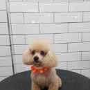 호야네애견샵 이미지