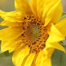 누룽달누룽지삼계탕 이미지