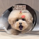 고든펫 | 부산 수영구 고든펫 망미동 애견미용에서 푸들 가위컷