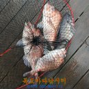 독도바다낚시터 이미지