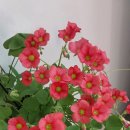 cf오렌지 사랑초 7명 이미지