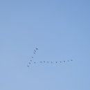 라온 로스터즈