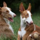 플레이하운드 이미지