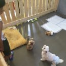 땅콩애견놀이터 이미지