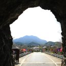 라제통문벚꽃길 티스토리
