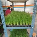 대풍작물보호사 이미지