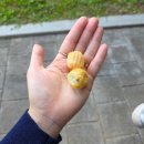 씨유평택부락산공원점 | 어린이집 실습 3주차 - 국화꽃 심기, 사과 대추 따기, 부락산 공원 소풍