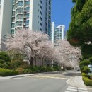 이마트24 성대후문점 | 📢 [수원 율전동 / 삼성 2단지 12층(24평)] 급매(4.7억) - 샷시 교체/올수리급, 정남향 로얄층 - 성대역...